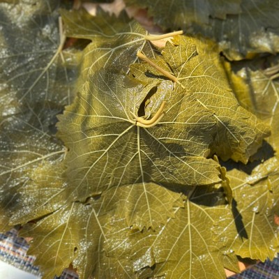 SALAMURA ASMA YAPRAĞI