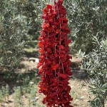 Doğal Kurutulmuş Tatlı Kale Biberi – Aromatik ve Katkısız (35–42 Adet)