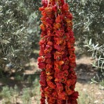 Dolmalık Acı Kuru Biber 1 Dizi (35-40 Adet) – Doğal ve Katkısız