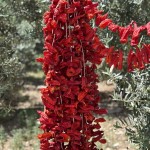 Doğal Kurutulmuş Tatlı Kale Biberi – Aromatik ve Katkısız (35–42 Adet)
